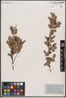 Foto von Salix aurita L.